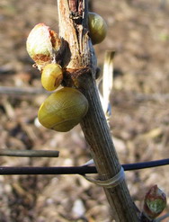 Avril 2008 - Escargots - Grand Cru Mailly-Champagne - Snails